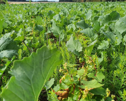 Working together: OSR – companion cropping