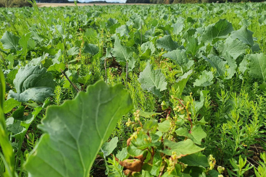 Working together: OSR – companion cropping