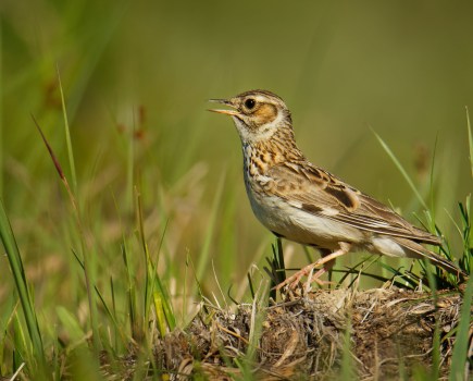 Image of a brown bird, a woodlark, with it's beak open against a green farmland background.