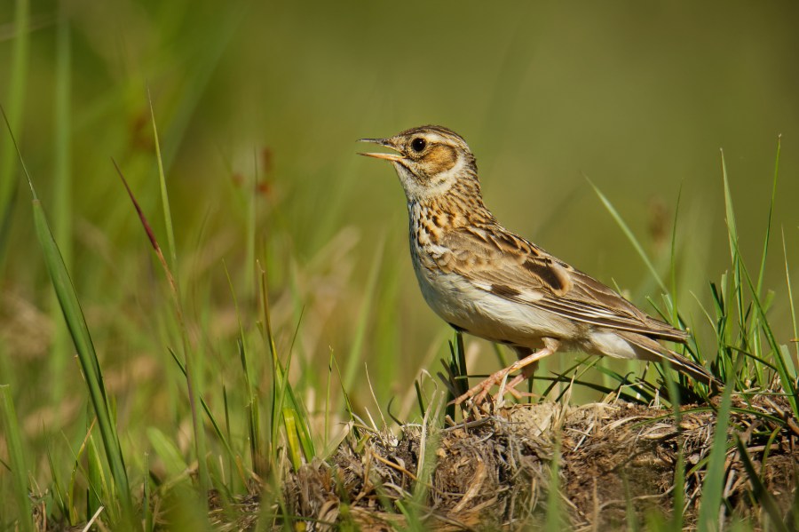 Image of a brown bird, a woodlark, with it's beak open against a green farmland background.