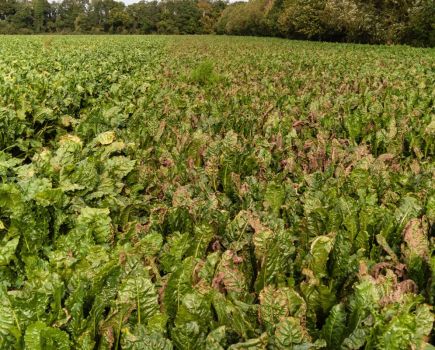 Sugar beet diseases: Spotting trouble ahead