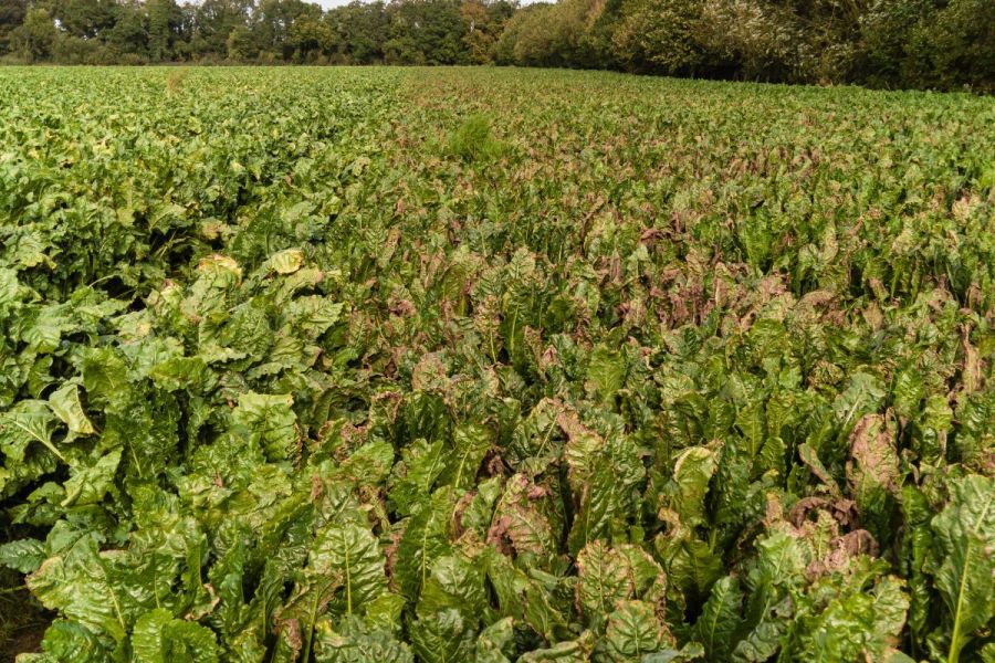 Sugar beet diseases: Spotting trouble ahead