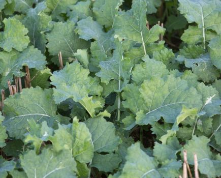 Oilseed rape establishment: Changing the timeline