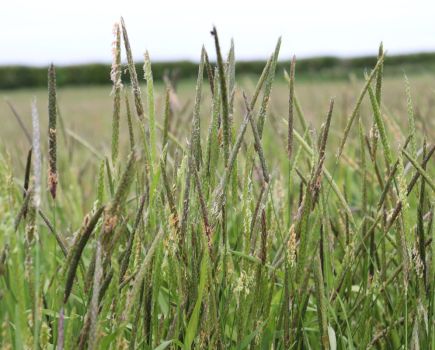 Grassweed survey: The year of the grassweed