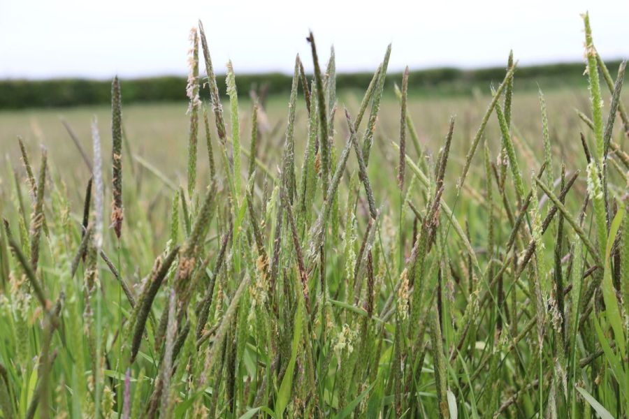 Grassweed survey: The year of the grassweed