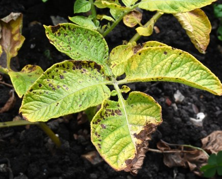 An image of a potato plant infected with a disease known as early blight or alternaria, resulding in black lesions and tissue death.