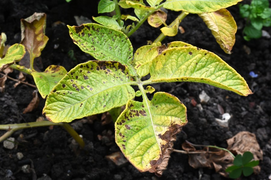 An image of a potato plant infected with a disease known as early blight or alternaria, resulding in black lesions and tissue death.