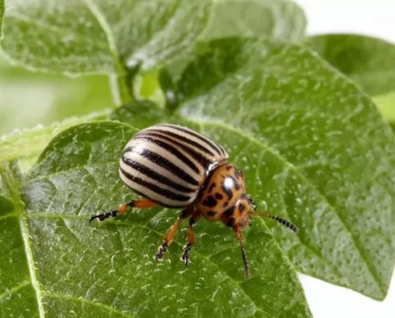 Image of a Colorado potato beetle - a brown and black striped beetle, sitting on a green potato plant leaf.