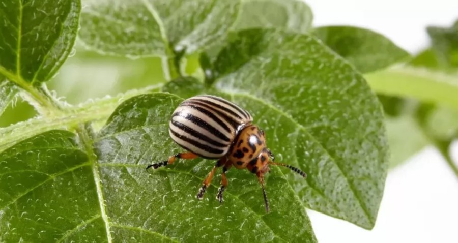 Image of a Colorado potato beetle - a brown and black striped beetle, sitting on a green potato plant leaf.