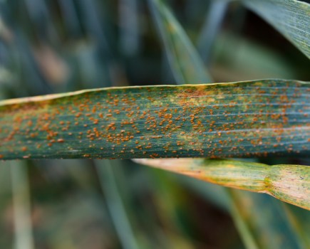 An image of a green wheat leaf infected with brown rust, which presents as small nodules of orangey brown coloured mould.