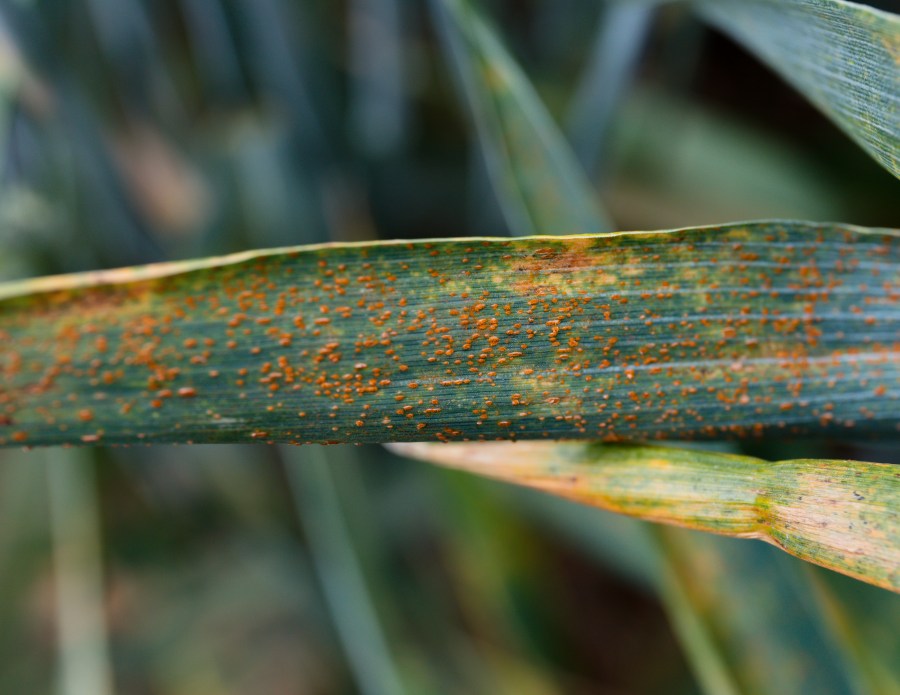 An image of a green wheat leaf infected with brown rust, which presents as small nodules of orangey brown coloured mould.