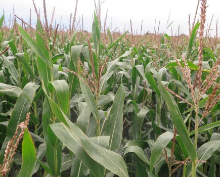 Image of a maize crop at flowering stage.