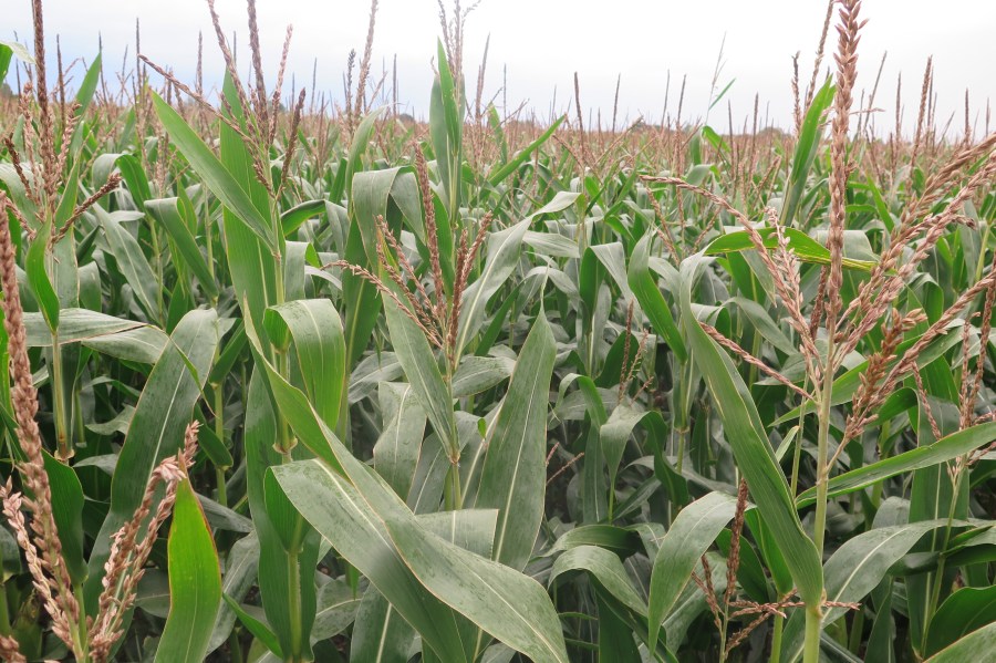 Image of a maize crop at flowering stage.