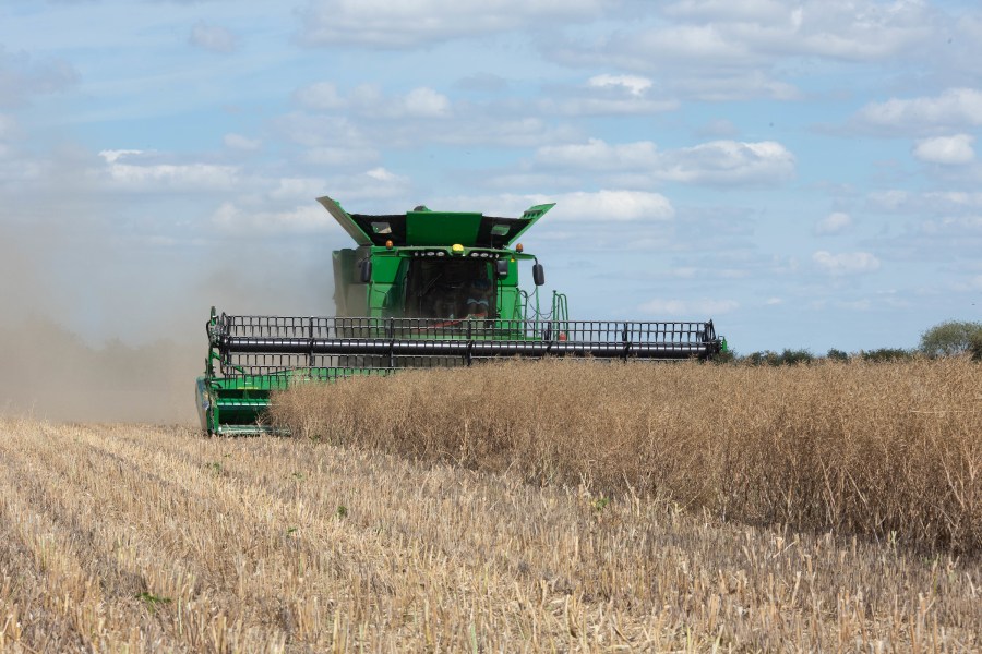 An image of a green combine harvester taking in an oilseed rape crop, presenting as beige coloured straw like plants; set against a blue sky with clouds.