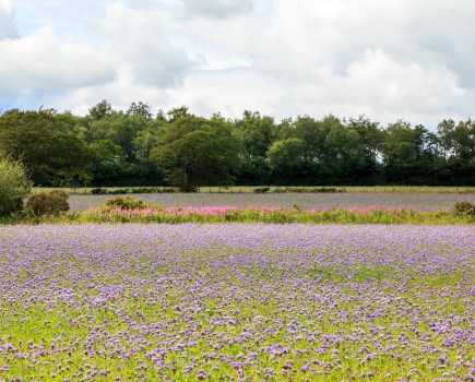 An image of a cover crop of phacelia, which presents as a field of small purple flowers, against a woodland horizon and sky with clouds.