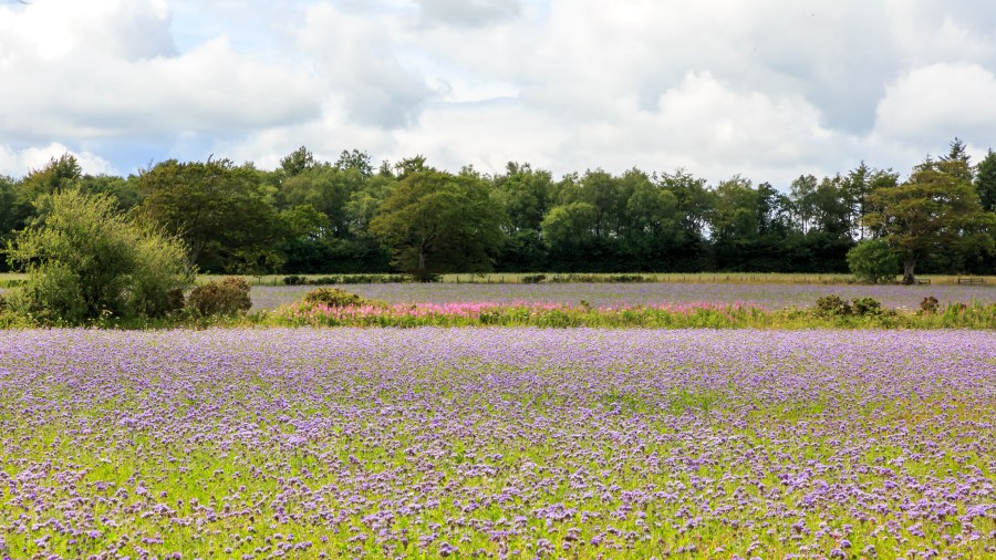 An image of a cover crop of phacelia, which presents as a field of small purple flowers, against a woodland horizon and sky with clouds.