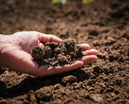 A hand with palm facing upwards, holding soil, set against a background of further soil.