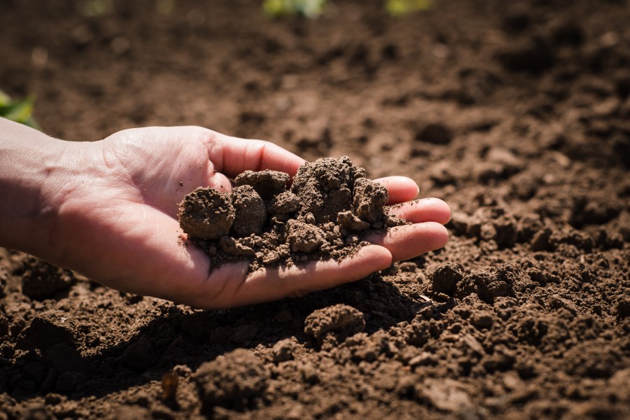 A hand with palm facing upwards, holding soil, set against a background of further soil.