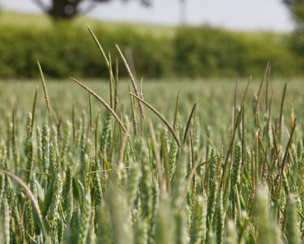 Sustainable Solutions: Old lessons hard learned