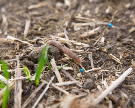 Slugs: How ferric phosphate became a biocontrol success