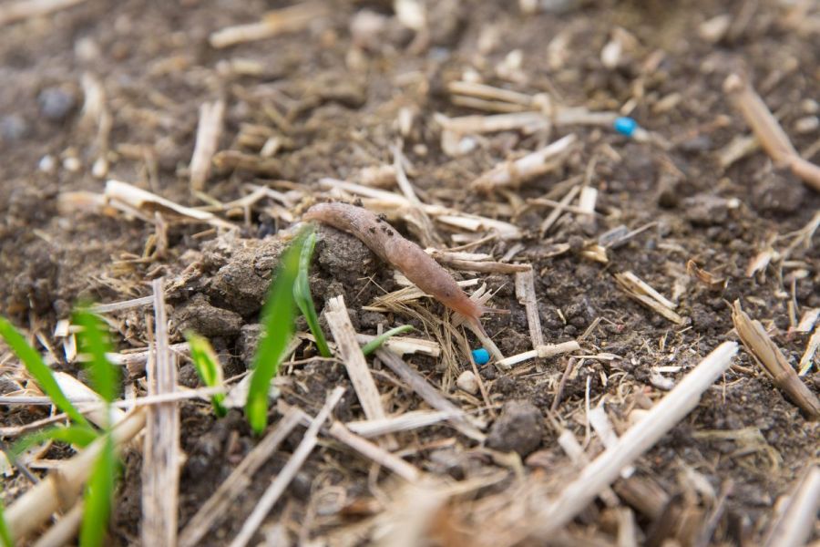 Slugs: How ferric phosphate became a biocontrol success