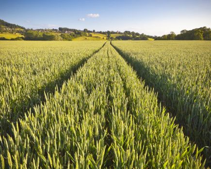 AICC: The right product at the right price