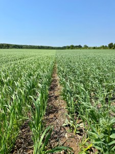 LR-oats-and-beans-v-HR-oats-and-vetch.jpg