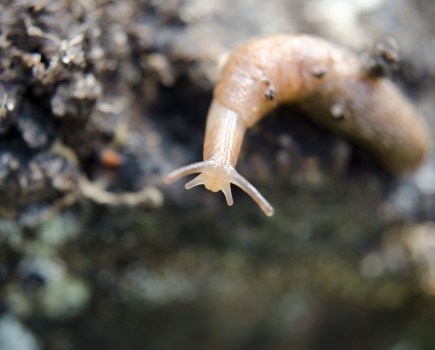 Image of a small brown slug on deep brown soil.