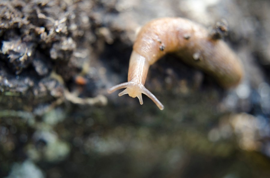 Image of a small brown slug on deep brown soil.