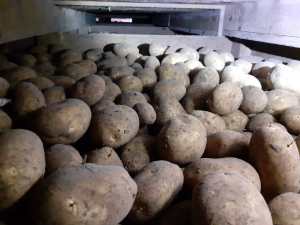 Stored-potatoes-treated-with-Argos.jpeg