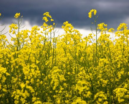Nature Natters: Decisions, decisions, decisions