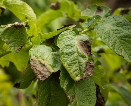 An image of potato crop leaves with potato late blight disease - presenting as brown wilted edges of the leaves.