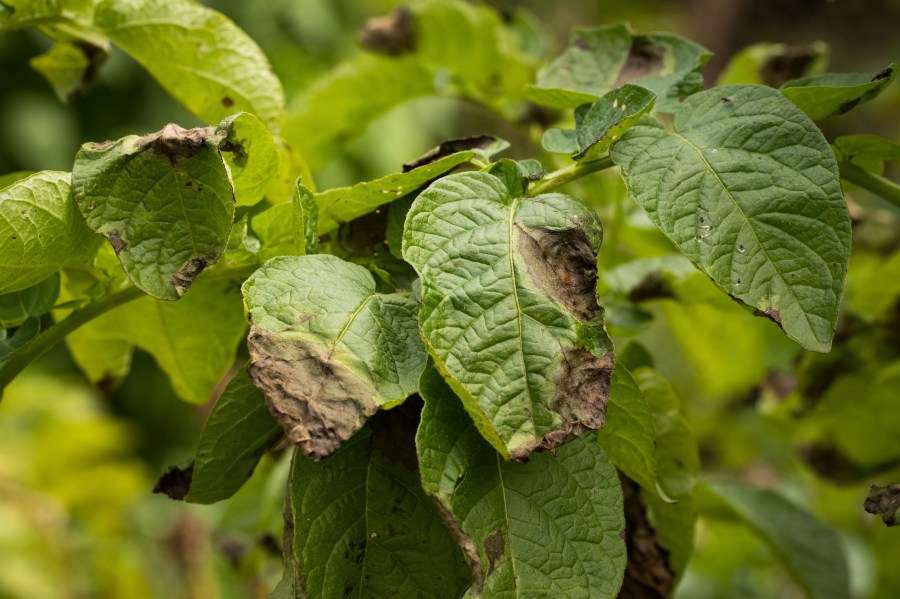 An image of potato crop leaves with potato late blight disease - presenting as brown wilted edges of the leaves.