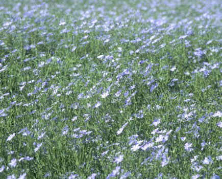 An image showing a crop of linseed which presents as a tiny blue flower.