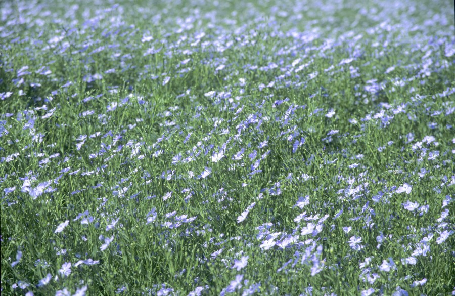 An image showing a crop of linseed which presents as a tiny blue flower.