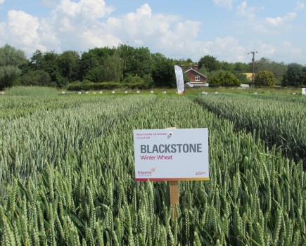 An image of a green crop of wheat with a wooden sign post at the front, stating 'Blackstone'