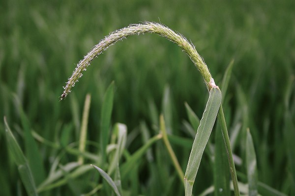 herbicide treatments
