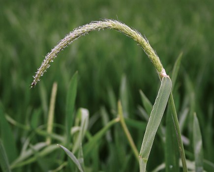 herbicide treatments