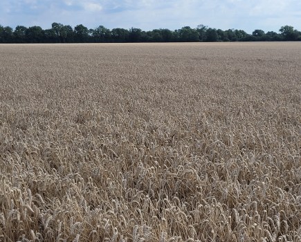 An image showing a crop of yellow wheat against a blue skyline.