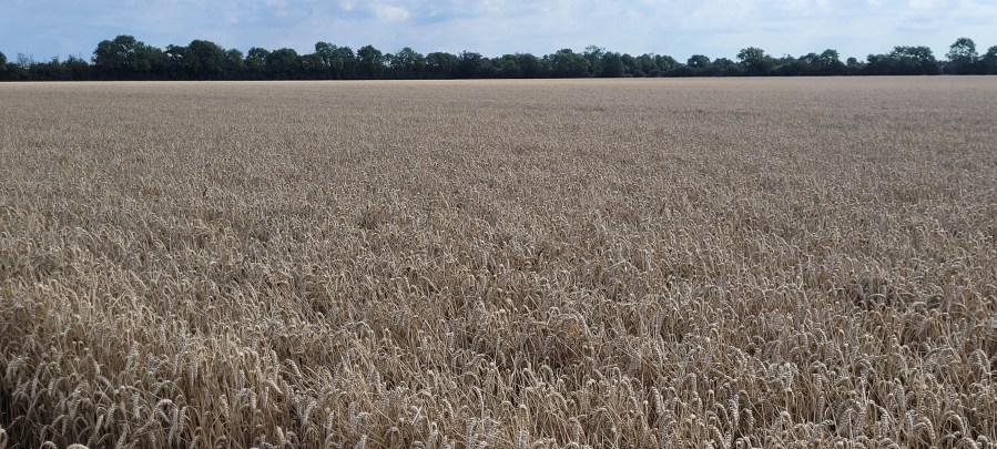 An image showing a crop of yellow wheat against a blue skyline.