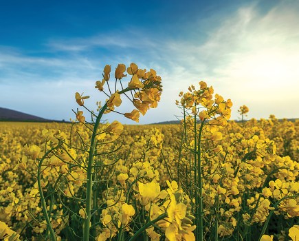 osr disease