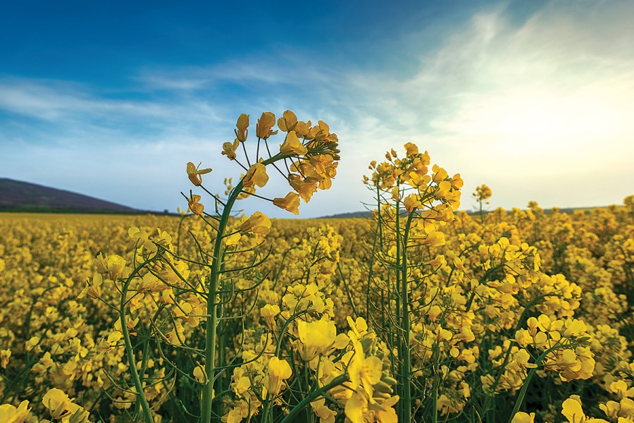 osr disease