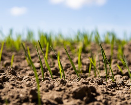 Young seedlings in soil against a blue sky background.