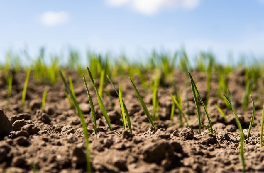 Young seedlings in soil against a blue sky background.