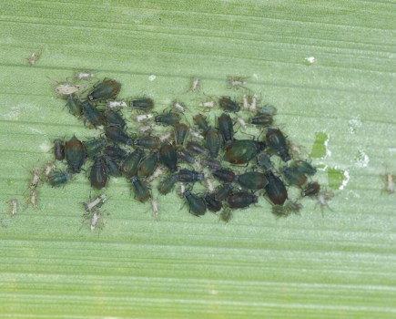 An image of a green leaf on which a cluster of small black insects are deposited - the bird cherryoat aphid.