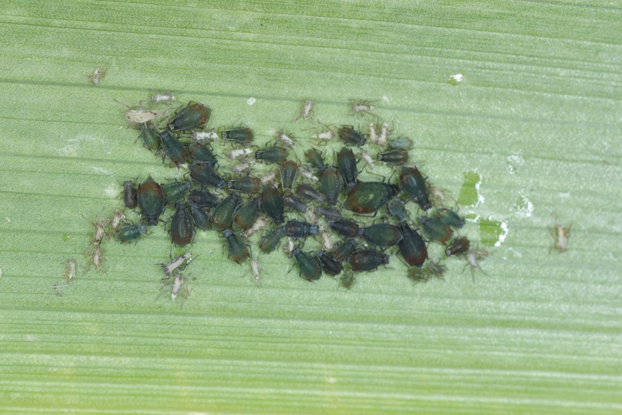 An image of a green leaf on which a cluster of small black insects are deposited - the bird cherryoat aphid.
