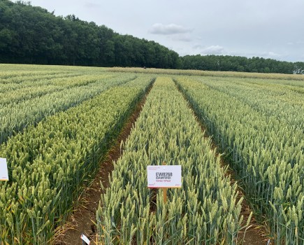 An image of wheat trial plots set against a blue sky and trees.