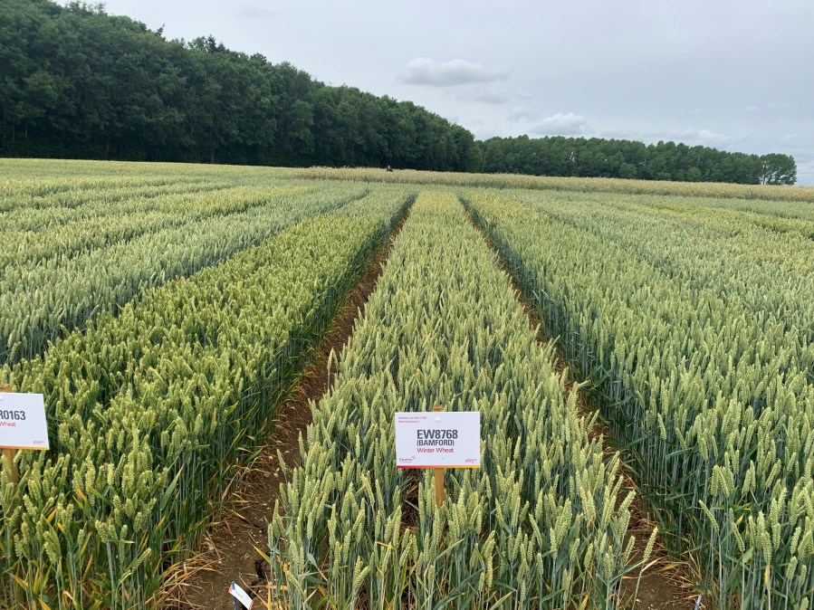 An image of wheat trial plots set against a blue sky and trees.