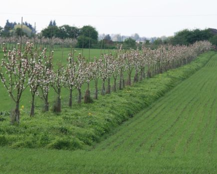 Agroforestry: Farming in 3D