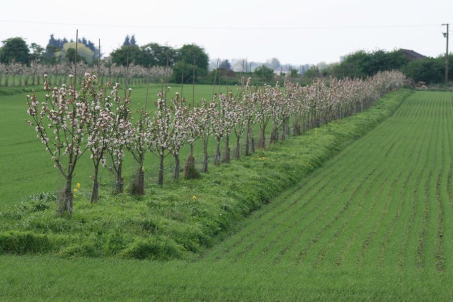 Agroforestry: Farming in 3D